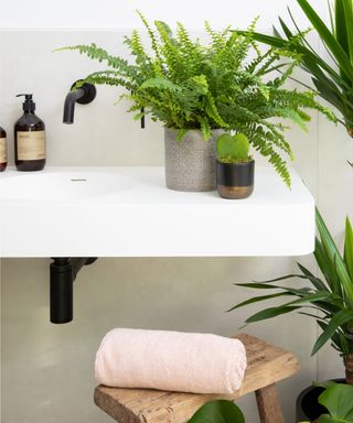 bathroom plant boston fern