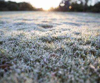 A frosty lawn in winter