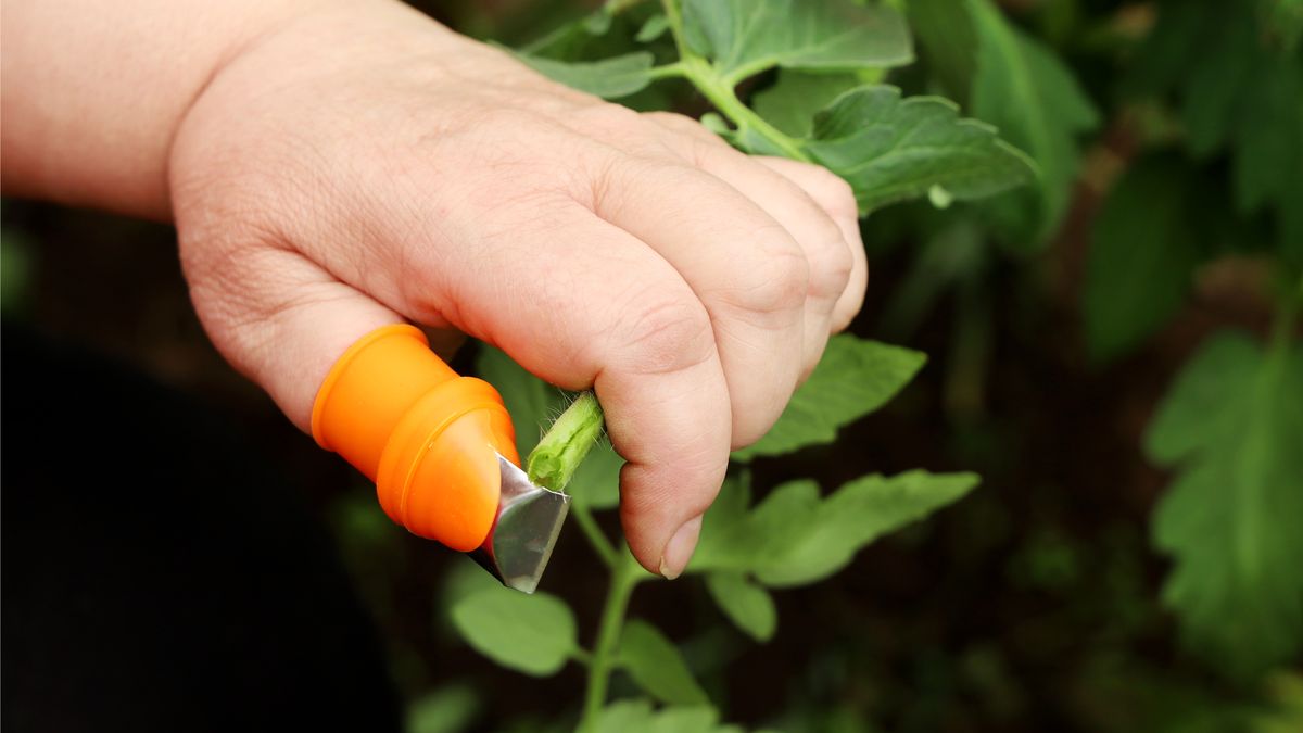 This Handy Thumb Knife Is Perfect for Pruning Tomato Suckers & Deadheading Faded Blooms – and It Only Costs $10!