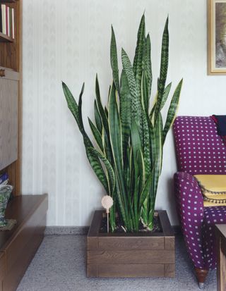 A snake plant growing out of a square wooden planter