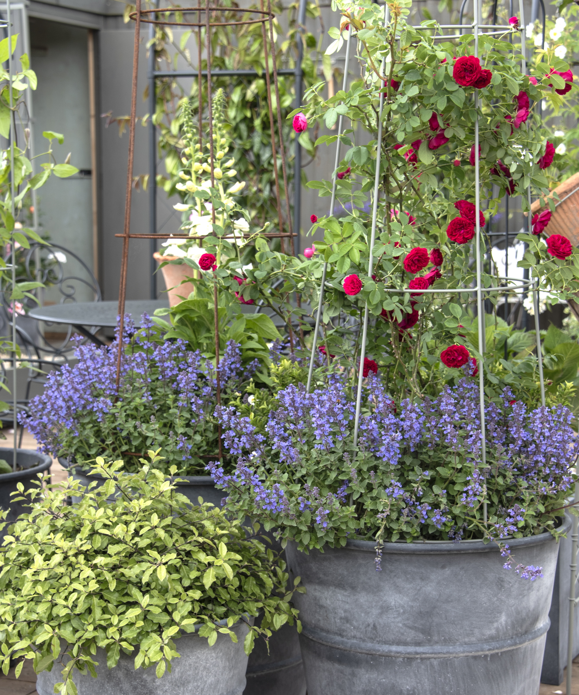 Metal containers are planted up with purple nepeta plants and roses climbing up a metal obelisk