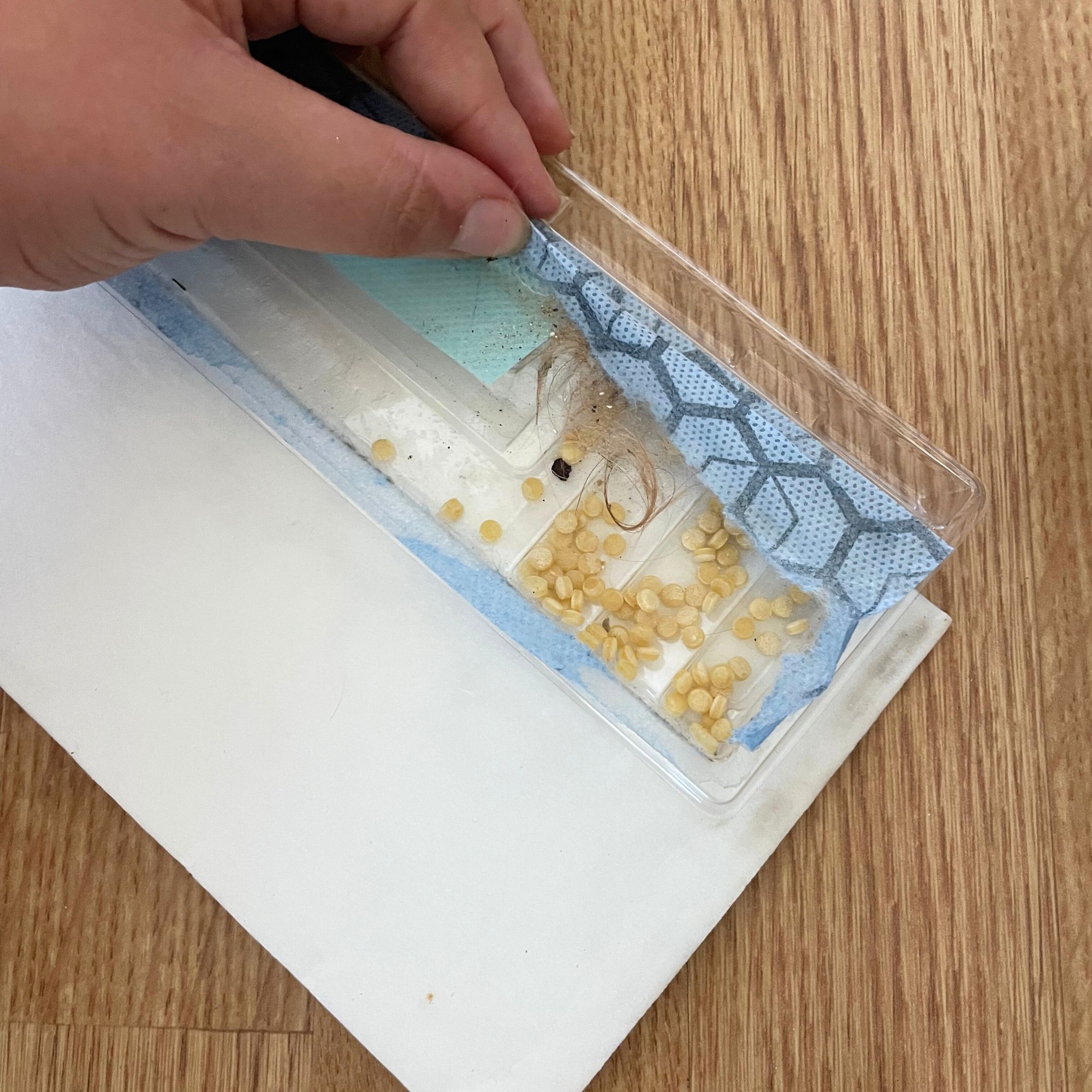 Debris container of the Shark VacMop filled with lentil and hair