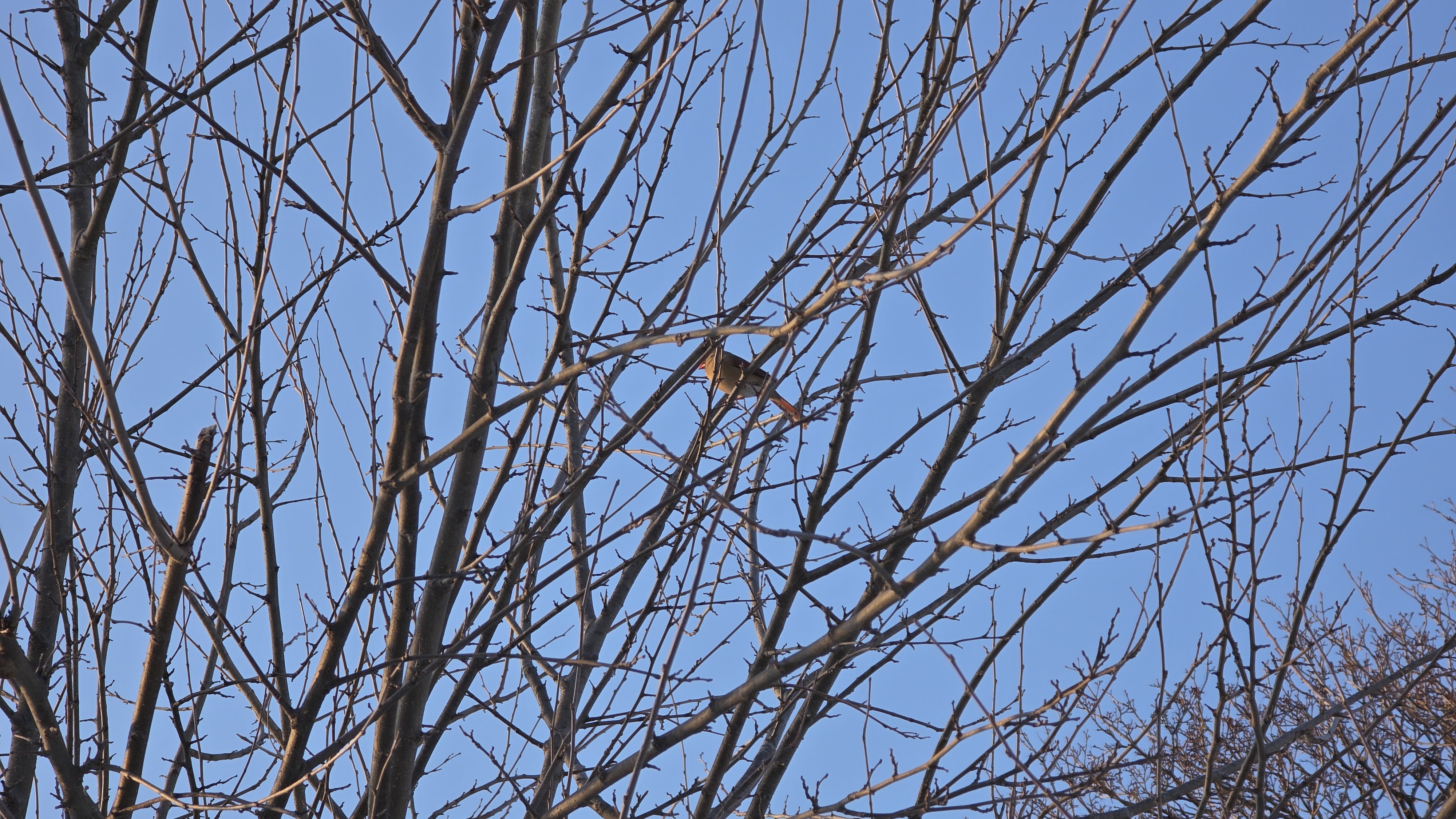 Samsung Galaxy S25 Ultra camera samples