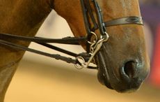 Pony bitting concerns