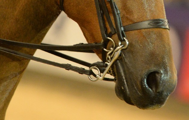 Pony bitting concerns