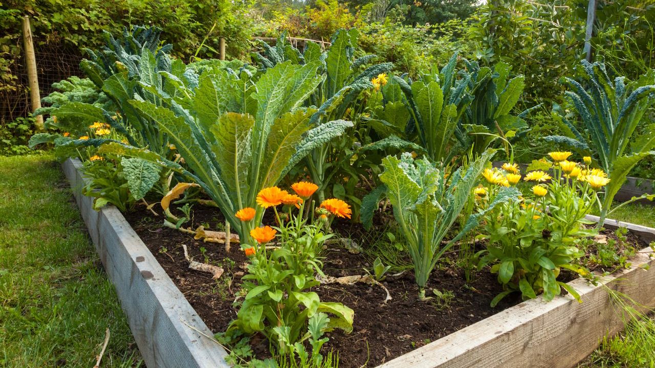 Kale and flowers growing together in a vegetable garden raised bed