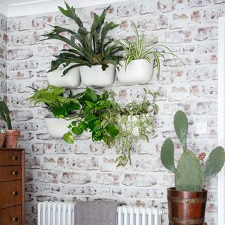 Living room detail with exposed brick wall wallpaper, hanging plant pots over radiator and large cactus in brown plant pot