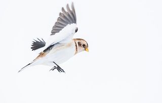 Will the Winterwatch 2019 spy a rare Snow bunting, like this one, photographer here in from the Cairngiorms National Park