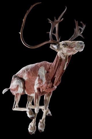 A reindeer from the Animals Inside Out Exhibit by Gunther von Hagens.