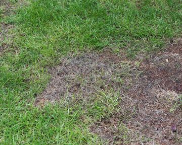 How to repair lawn patches with seed: simple steps for healthy grass ...