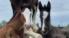 ShireFoals.jpeg