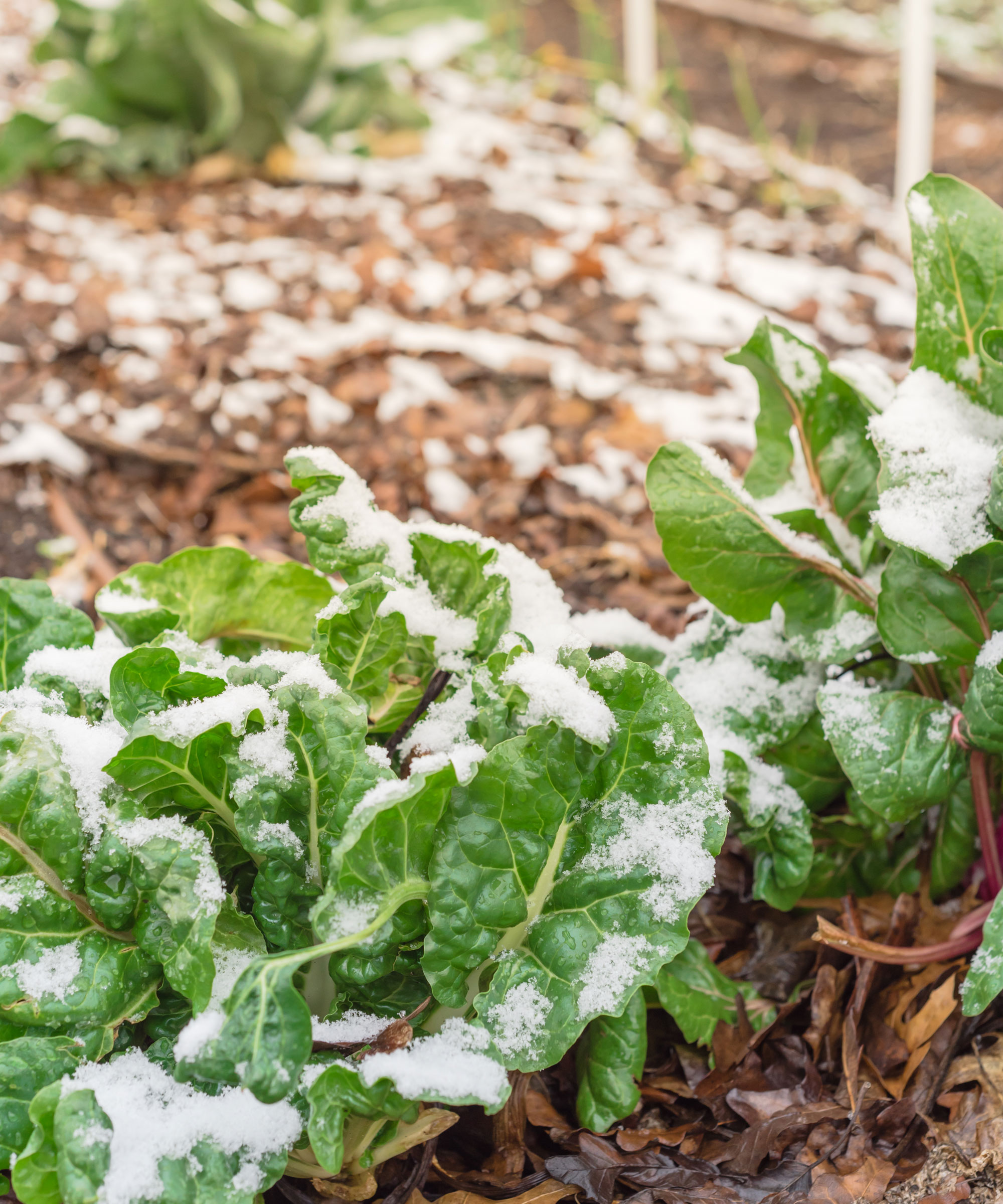leafy beets in raised beds in winter snow