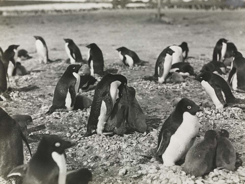 Image Gallery Sex Habits Of Penguins Live Science