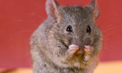 Scientists say they can turn straight female mice gay.