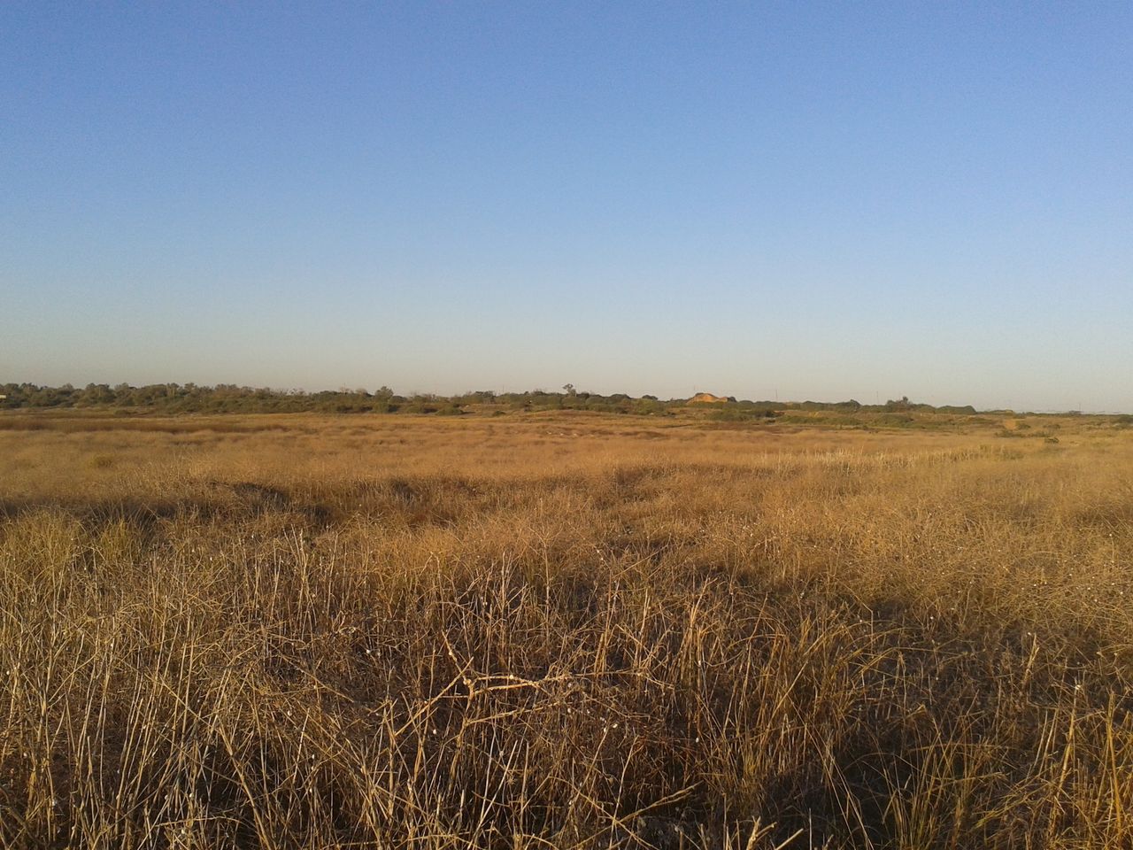 A view of the field where the Sept. 7, 1191 Battle of Arsuf took place.