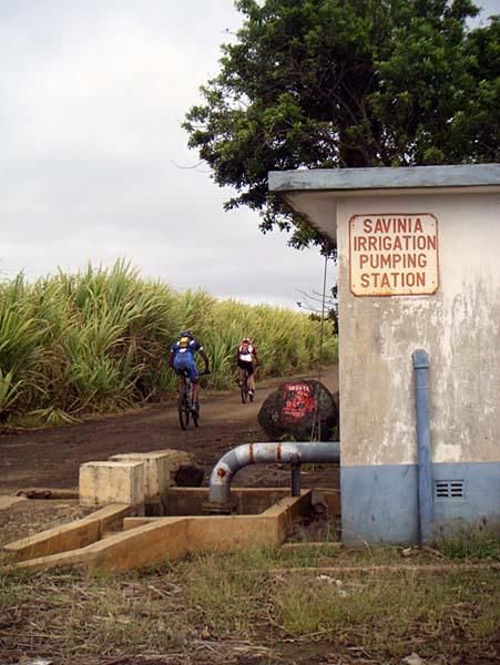 Chasing riders pass sugar cane.