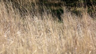 A Bobcat Hiding and Hunting in the Tall Grass of a California Field with a Face in the the Middle of the Frame well Camouflaged in the tall Yellow Grass
