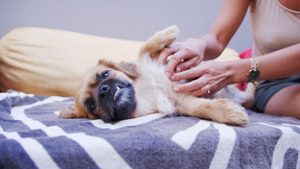 Do dogs carry bed bugs? A vet weighs in PetsRadar
