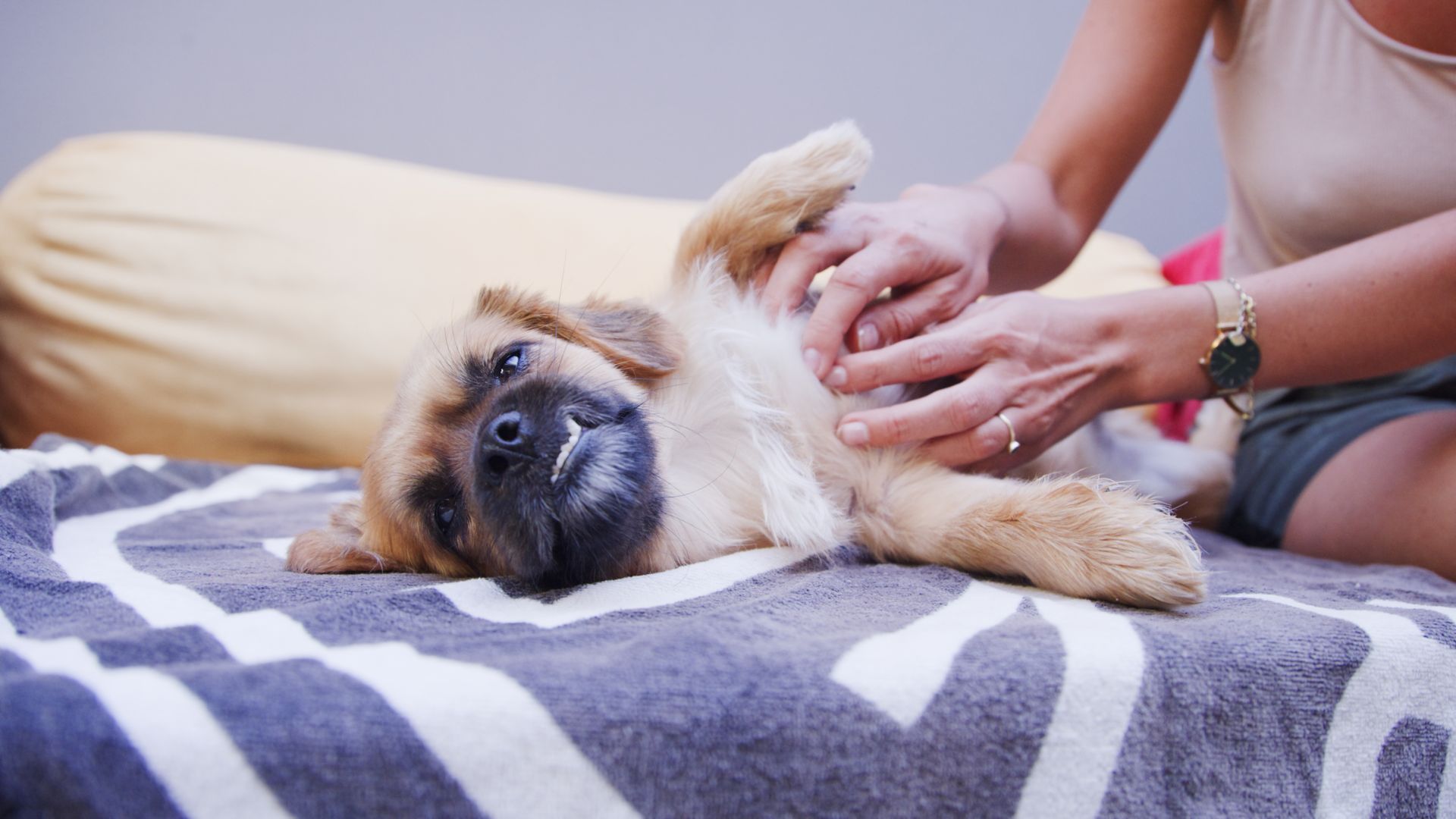 Do dogs carry bed bugs? A vet weighs in PetsRadar