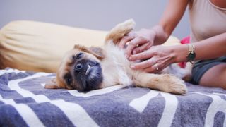 Woman checking her dog for bed bugs