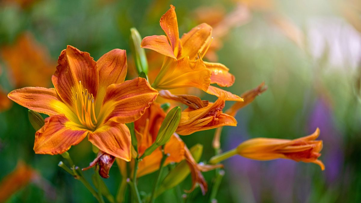 7 Foolproof Plants for May – Grow Them Now and Transform a Hot Mess Garden into Something Stunning