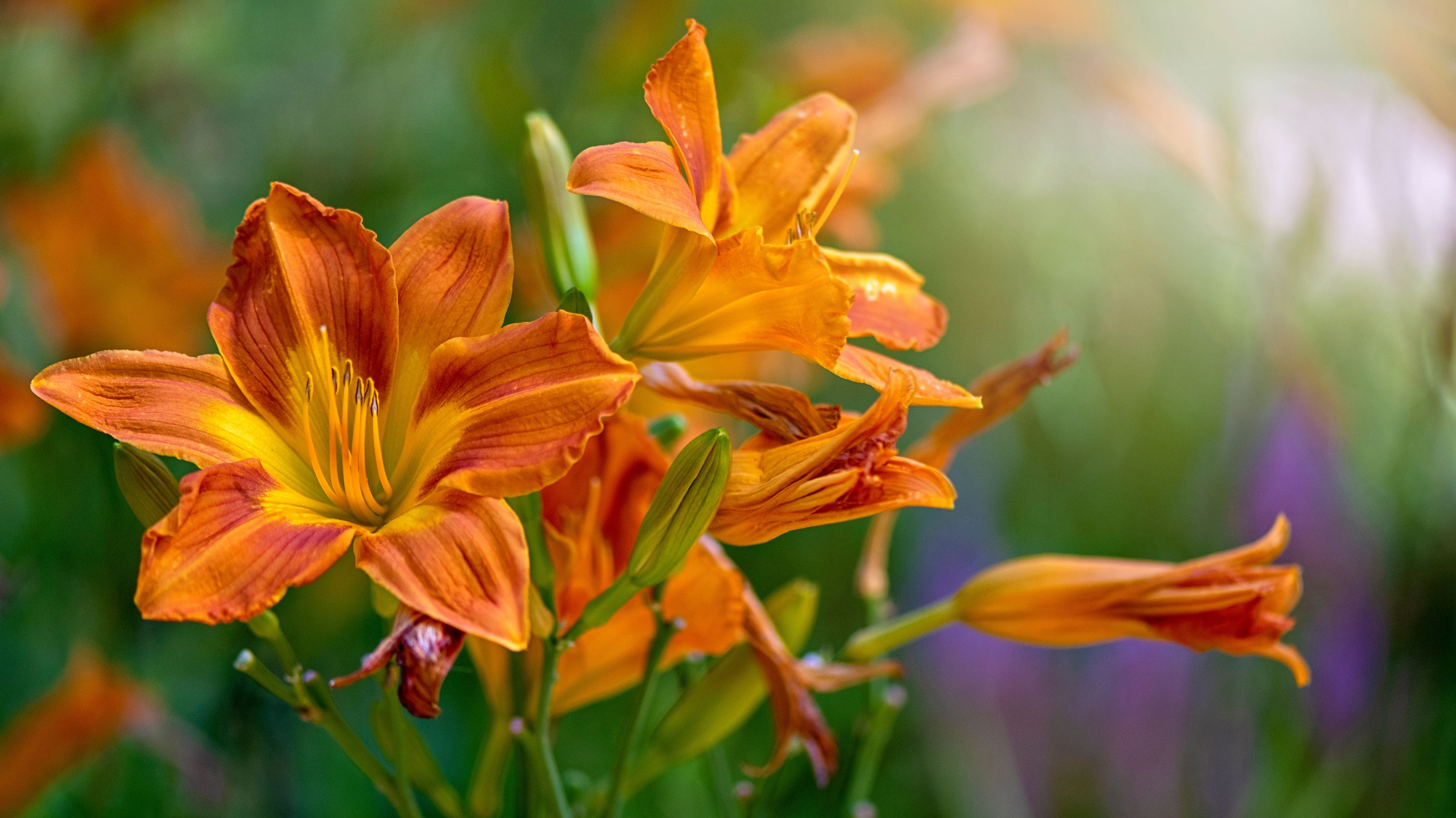 Hemerocallis fulva, the orange day-lily, tawny daylily, corn lily, tiger daylily, fulvous daylily or ditch lily in soft sunshine 