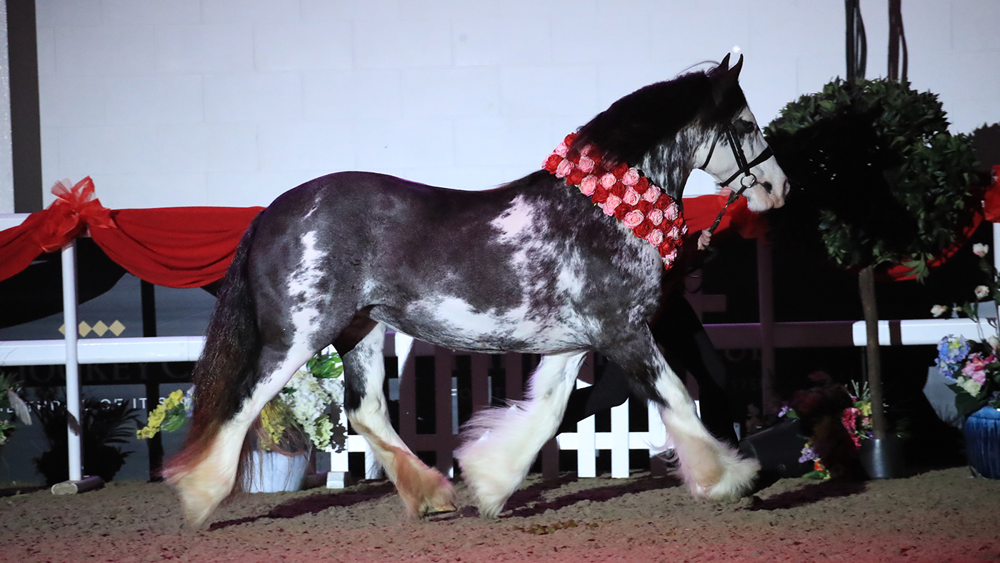 Sabino winning at STARS champion of champions show
