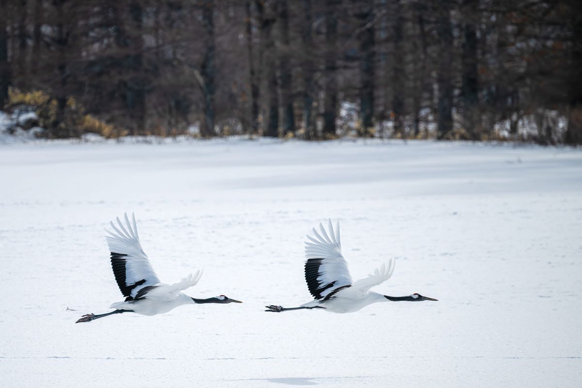 Red-crowned crane.