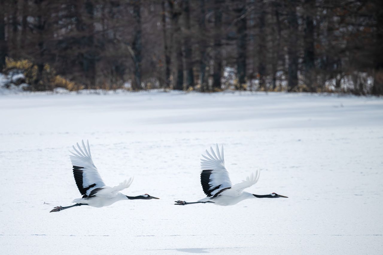 Red-crowned crane.