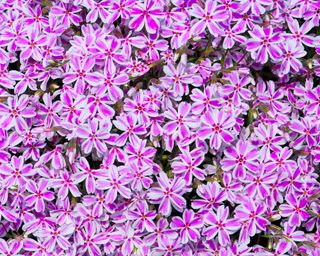 Candy Stripe perennial phlox in bloom