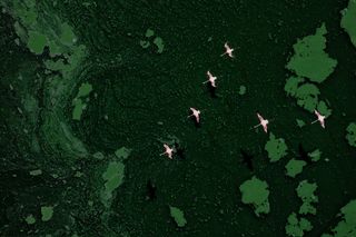 Aerial photo of green planet flamingos