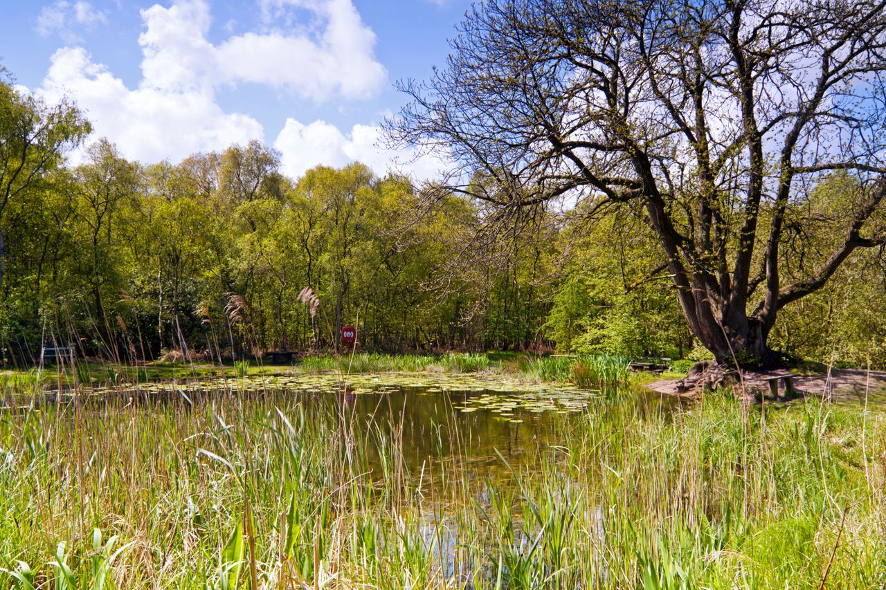 Kelling Heath Nature Pond in Norfolk.