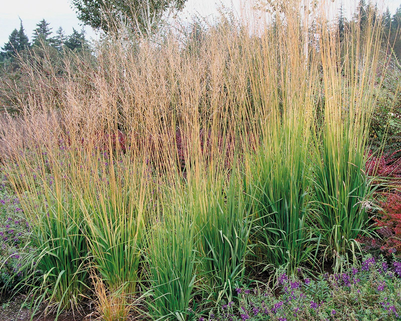 Types of ornamental grass 16 varieties for borders and pots Gardeningetc