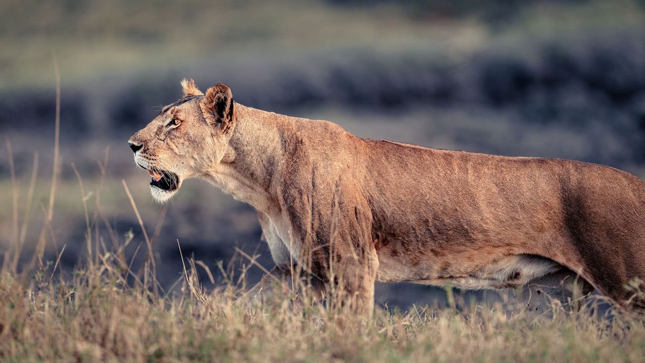 A lion in Meru national park, Kenya