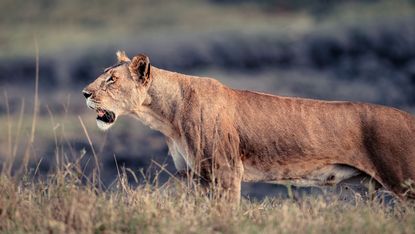 A lion in Meru national park, Kenya