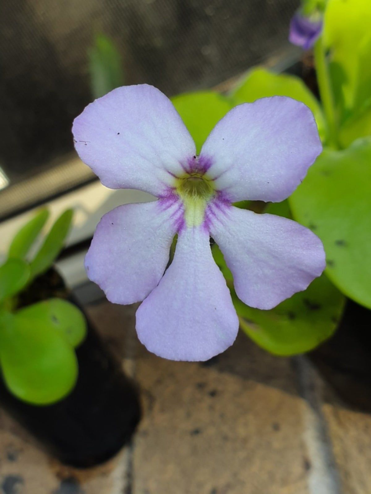 Carnivorous Butterwort Plant With A Purple-White Flower