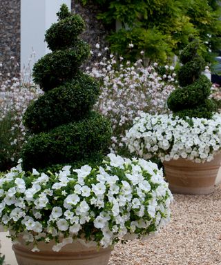 topiary in containers by a house entrance