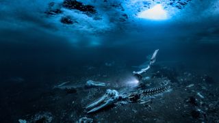 Whales bones pictured underwater at the bottom of the seafloor next to a diver against a dark background