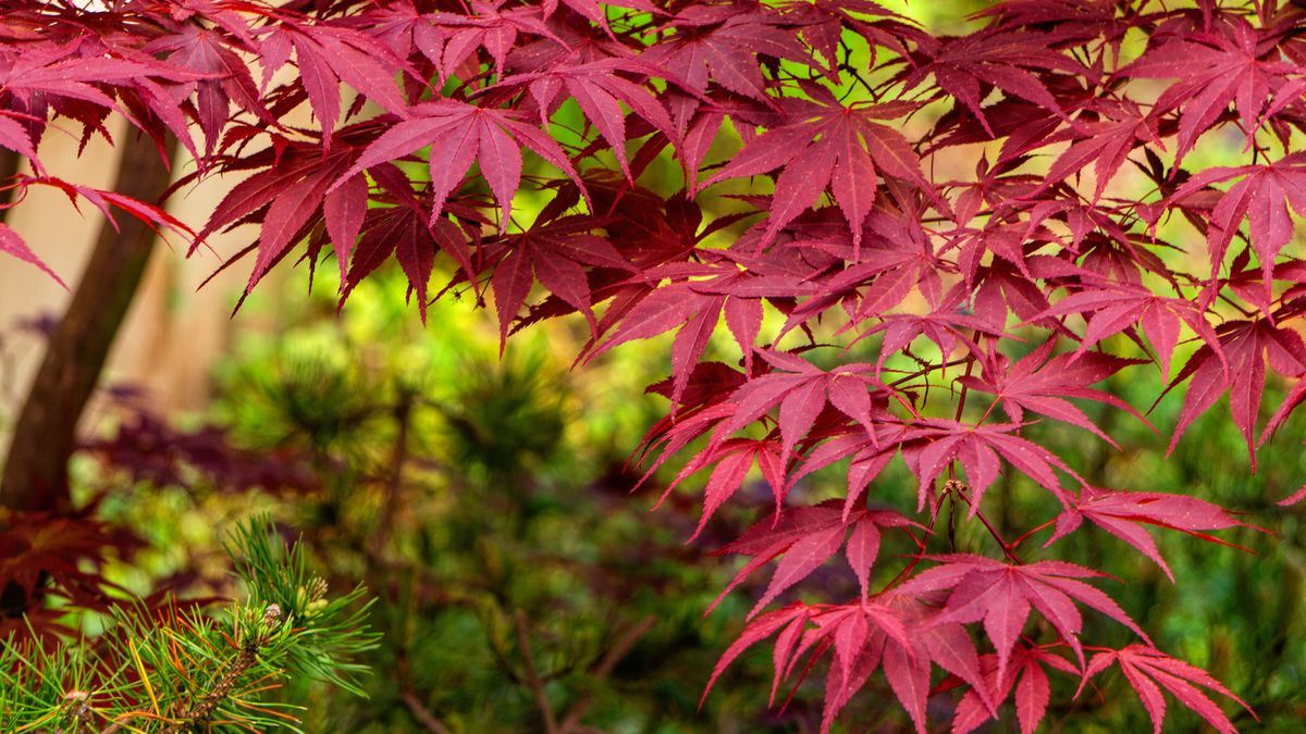 What Your Japanese Maple Needs in July for Blazing Color That Lasts All Season – 5 Easy Tasks to Do Now