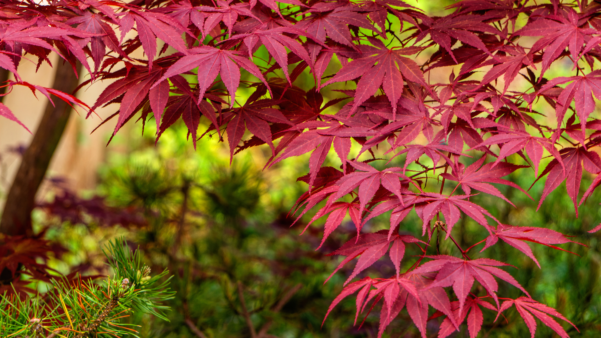japanese maple in garden 
