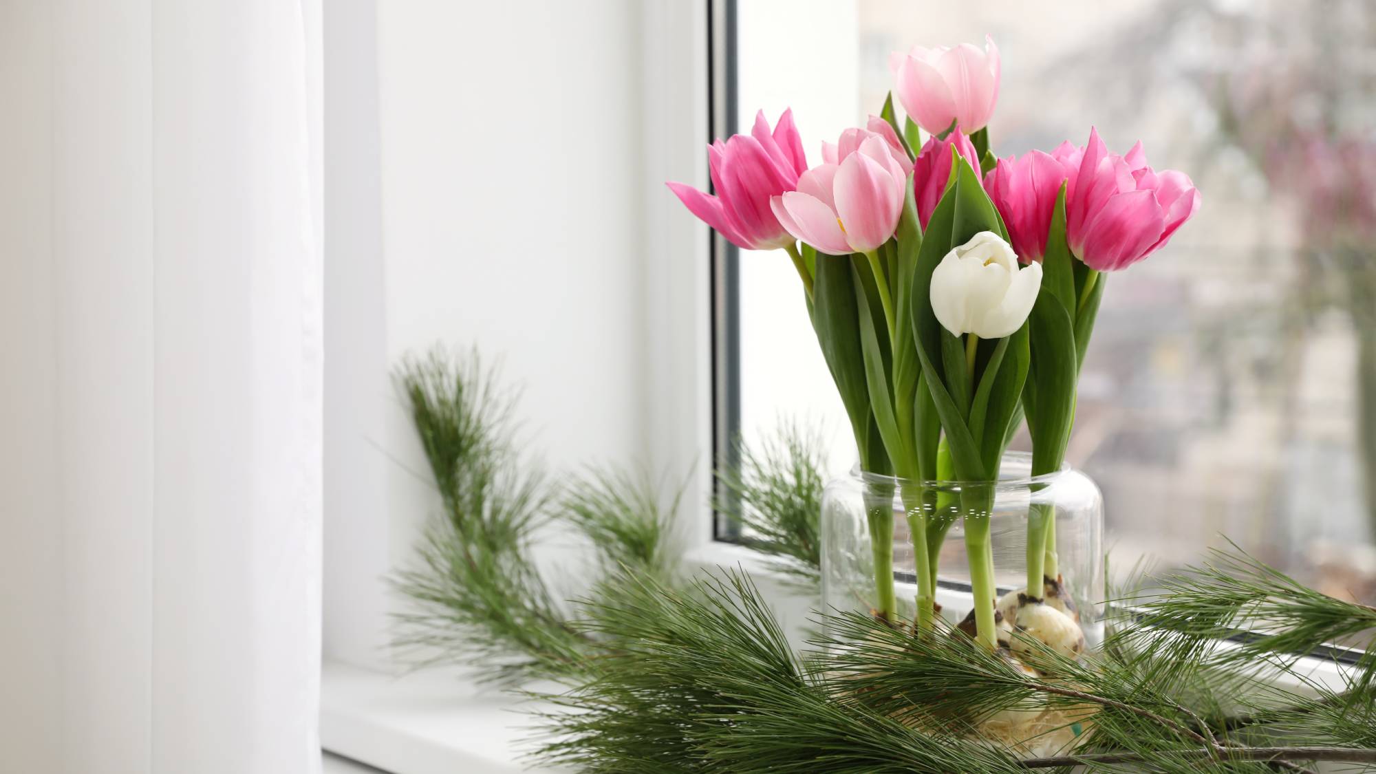 Pink and white tulips forced indoors in winter