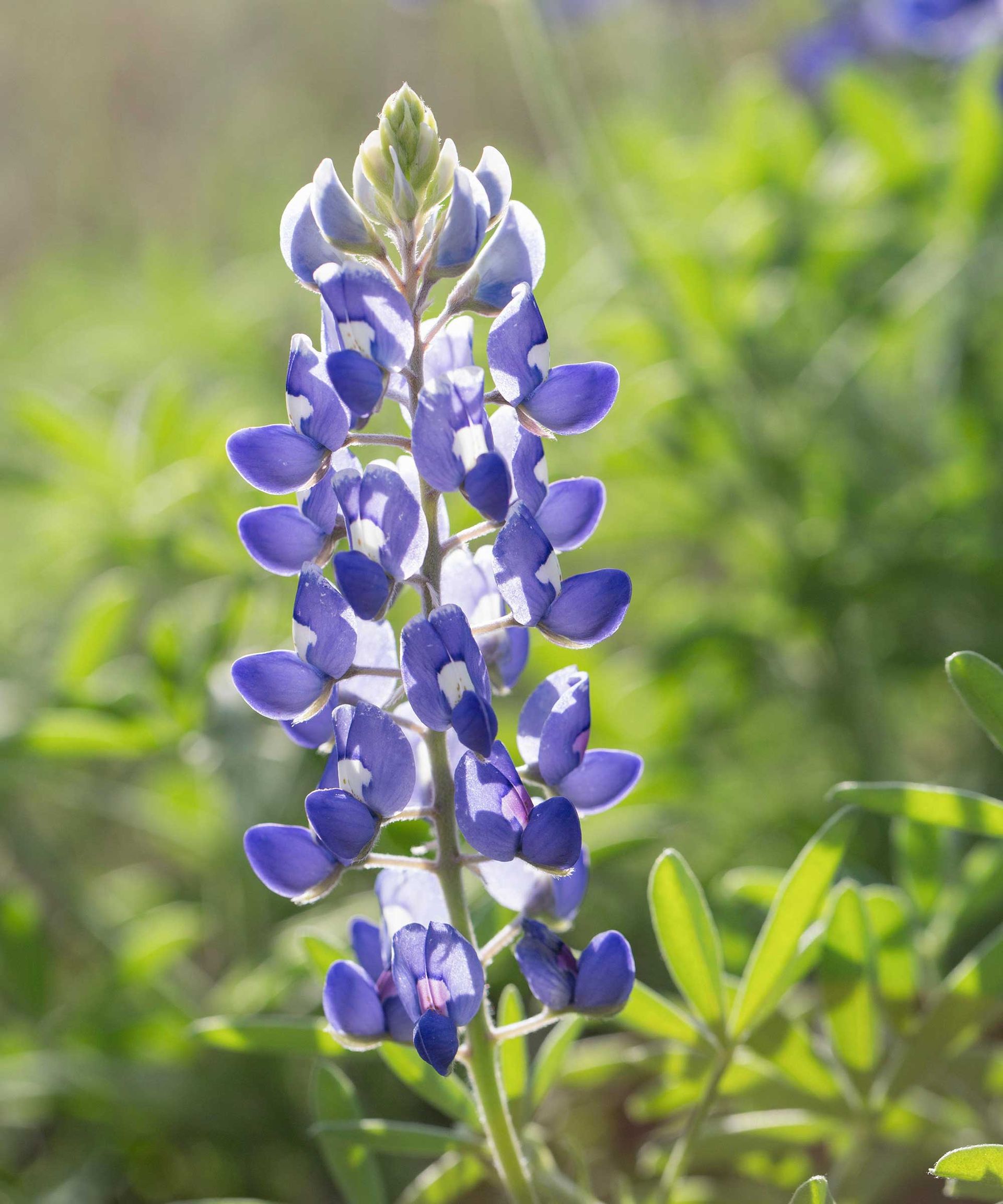 Lupins care guide: growing advice for these summer blooms | Gardeningetc