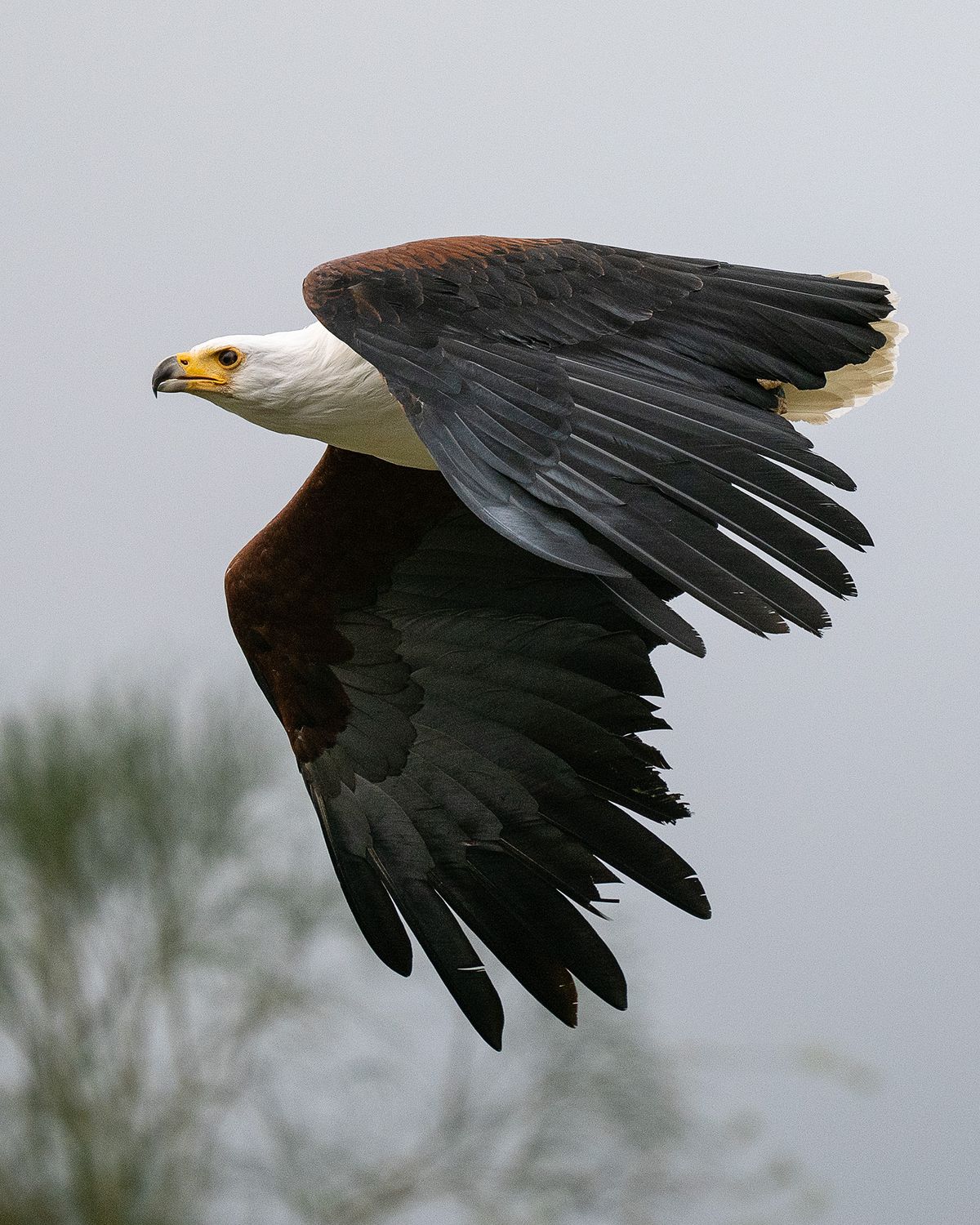 Hawk at Hawk Conservancy Trust, Hampshire, against gray sky