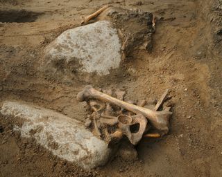 The 16th-century man's remains were originally found in a shallow grave "in a crouched position," suggesting that this was not a ceremonial burial.