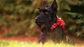 Scottish Terrier