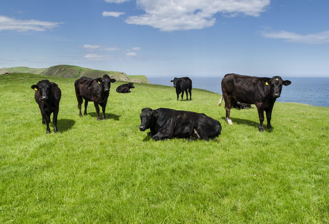 The world&#039;s favourite cow? A group of Aberdeen Angus at St Abbs Head, Scotland.