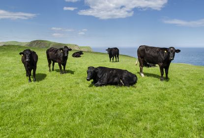 The world's favourite cow? A group of Aberdeen Angus at St Abbs Head, Scotland.