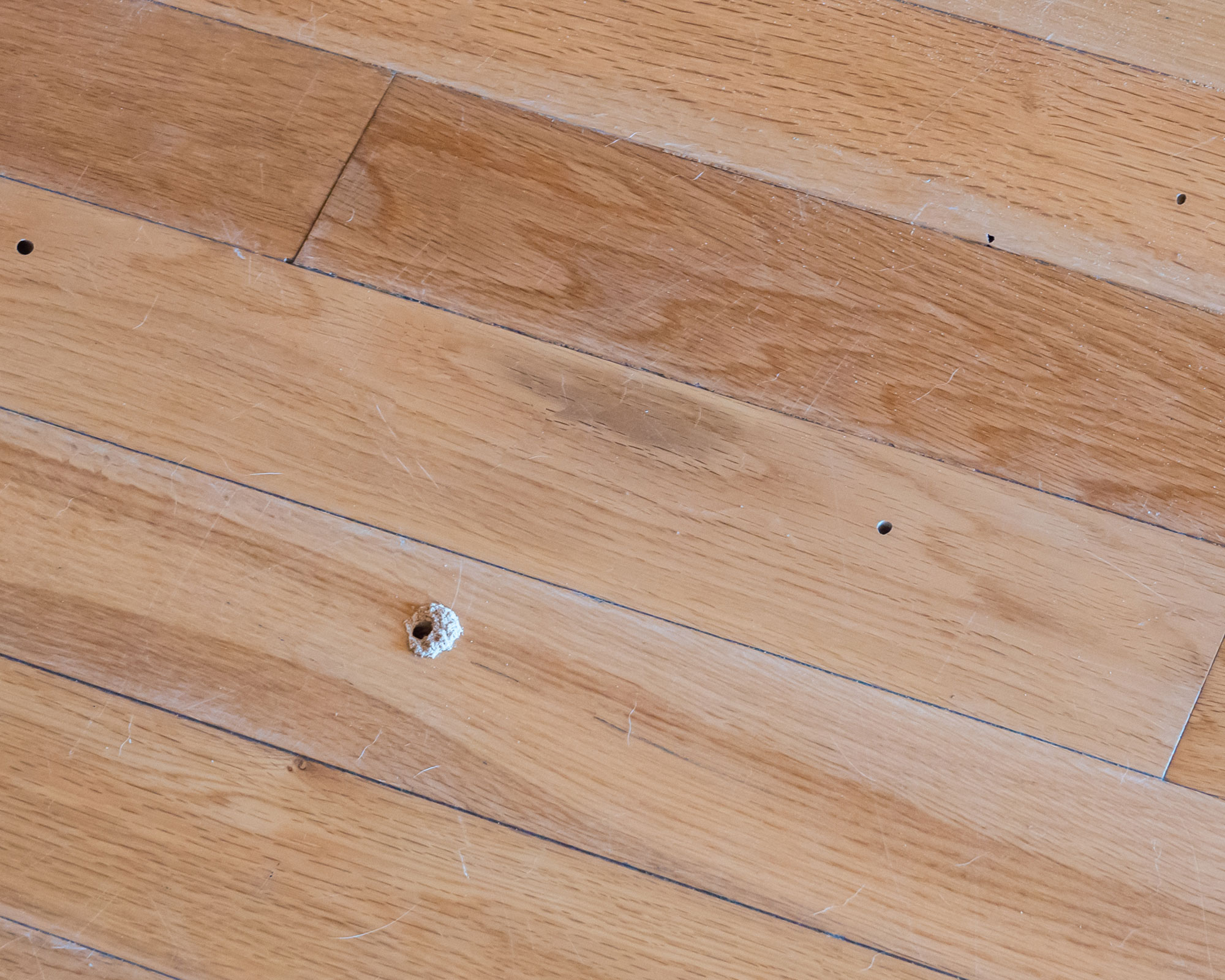 how to get rid of pests - woodworm holes in flooring - GettyImages-1176375969