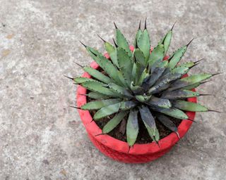 potted succulent with root rot