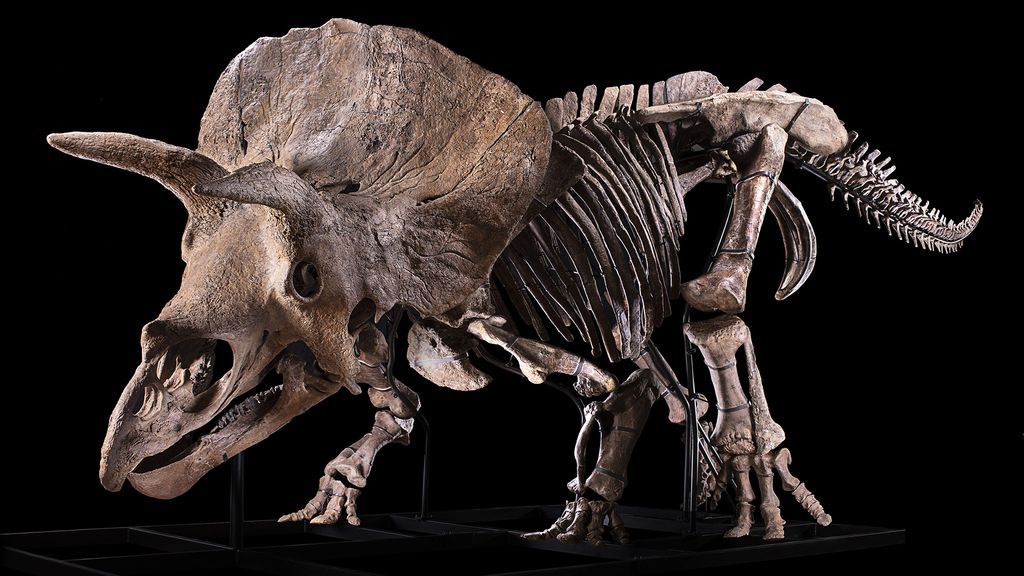 triceratops fossil auction